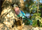 1_SoAfricaZimbabwe