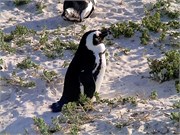 10_SoAfricaZimbabwe