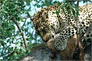11_SoAfricaZimbabwe
