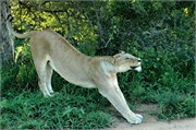 19_SoAfricaZimbabwe