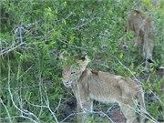 1_SoAfricaZimbabwe