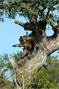 20_SoAfricaZimbabwe