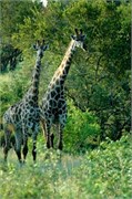 21_SoAfricaZimbabwe
