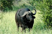 23_SoAfricaZimbabwe