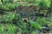 26_SoAfricaZimbabwe