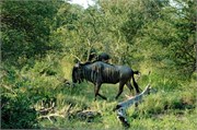 28_SoAfricaZimbabwe