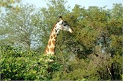 29_SoAfricaZimbabwe
