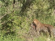 2_SoAfricaZimbabwe
