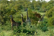 31_SoAfricaZimbabwe