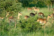 32_SoAfricaZimbabwe
