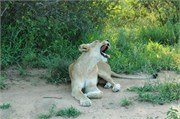 6_SoAfricaZimbabwe