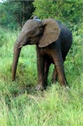 8_SoAfricaZimbabwe