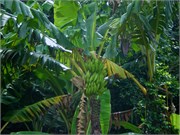 MangoFarm_10