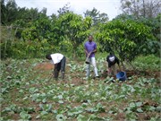 MangoFarm_13