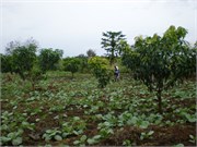 MangoFarm_2