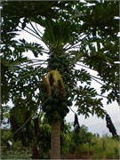 MangoFarm_3