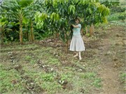 MangoFarm_4