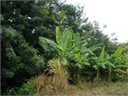 MangoFarm_5