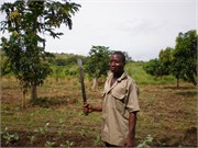 MangoFarm_7