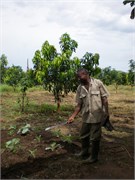 MangoFarm_8