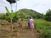 MangoFarm_9