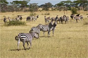 SafariAnimals1