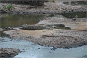 SafariAnimals10