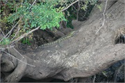 SafariAnimals11