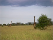 SafariAnimals13