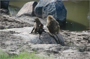 SafariAnimals14