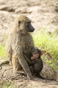 SafariAnimals16