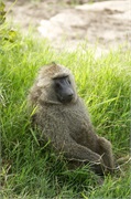 SafariAnimals17