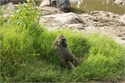SafariAnimals18
