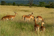 SafariAnimals19