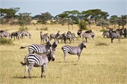 SafariAnimals2