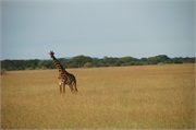 SafariAnimals21