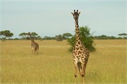SafariAnimals22