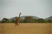 SafariAnimals23