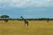 SafariAnimals24