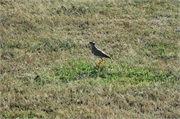 SafariAnimals25