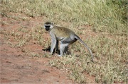 SafariAnimals27