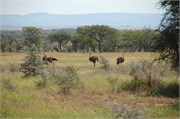 SafariAnimals28