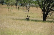 SafariAnimals30