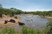 SafariAnimals32