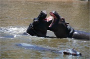 SafariAnimals35