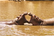 SafariAnimals36