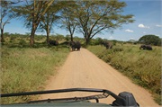 SafariAnimals37