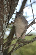 SafariAnimals38