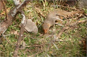 SafariAnimals39