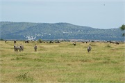 SafariAnimals4